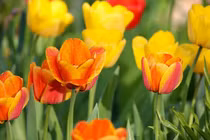 Năm 2023, 3 con giáp chậm mà chắc tài lộc tứ phương đổ về