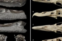 Phát hiện hải âu quái vật sát thủ như thằn lằn bay