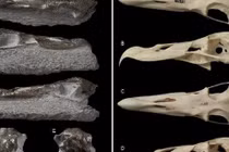 Phát hiện hải âu quái vật sát thủ như thằn lằn bay