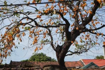 Trước nhà trồng 6 loại cây này, gia đạo ấm êm, tiền về như lũ