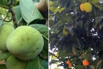 Loại quả ở quê trước rụng đầy gốc, phơi khô bán 200.000 đồng/kg