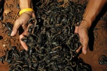 Indiana Jones đã đúng: Bọ cạp càng to lớn thì càng vô hại