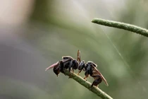 Loại ong không đốt về làm tổ giữa phố bụi