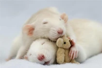 4 con giáp quý nhân phù trợ, vạn sự hồng phát từ sau ngày 1/4