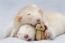 4 con giáp quý nhân phù trợ, vạn sự hồng phát từ sau ngày 1/4