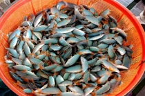 Loại cá ở Việt Nam có tiếng kêu lạ, trước nhà nghèo mới ăn