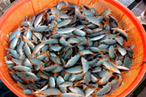 Loại cá ở Việt Nam có tiếng kêu lạ, trước nhà nghèo mới ăn