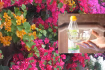 Loại nước tiên giúp cây cảnh không bao giờ vàng lá