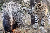 Báo đốm chết thảm vì cả gan giết nhím khổng lồ