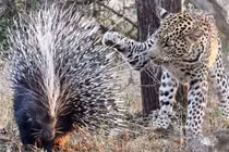 Báo đốm chết thảm vì cả gan giết nhím khổng lồ
