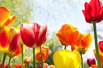 Tuần mới từ 20/2, 3 con giáp làm gì cũng gặp điều may