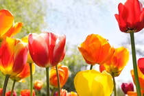 Tuần mới từ 20/2, 3 con giáp làm gì cũng gặp điều may