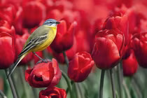 Nhân hậu, hiền lành, 4 con giáp ngọt nhiều hơn đắng