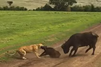 Clip: Hai con sư tử “xử đẹp” bầy trâu rừng