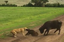 Clip: Hai con sư tử “xử đẹp” bầy trâu rừng