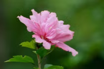 Giờ sinh của đứa trẻ có sao may mắn chiếu mệnh