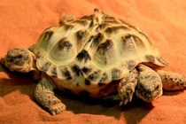 Loại rùa kỳ lạ với 2 đầu, 6 chân