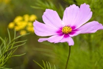 3 con giáp dù khó khăn vẫn tự mình đứng vững