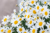 Tháng 11 Âm lịch sang, 3 con giáp có vận may cận kề