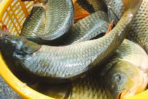 4 loại cá bẩn nhất chợ, tuyệt đối không nên mua