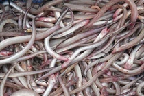 Loại cá nhà nghèo từng bị chê lên chê xuống