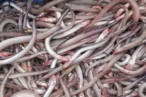 Loại cá nhà nghèo từng bị chê lên chê xuống