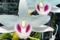 Lan đột biến hết thời 'tiền tỷ', tụt dốc rẻ hơn... rau muống