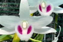 Lan đột biến hết thời 'tiền tỷ', tụt dốc rẻ hơn... rau muống