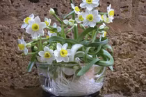 Người xưa nói: 5 loài hoa gặp dữ hóa lành