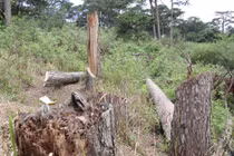 Thông ba lá hơn 100 tuổi ở Đà Lạt bị cưa trộm