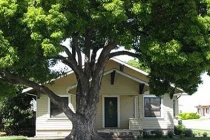 Trước cửa không trồng cây, sau nhà ít mở cửa sổ, vì sao?