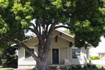 Trước cửa không trồng cây, sau nhà ít mở cửa sổ, vì sao?