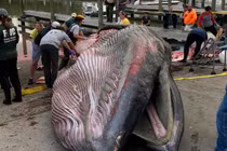 Phát hiện loài cá voi mới chỉ còn 100 cá thể