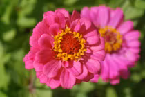 Sinh vào 6 ngày Âm lịch này, vượng vận quý nhân