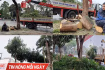 Hàng loạt cây xanh ở “trái tim thành Vinh” bị đốn hạ làm phố đi bộ