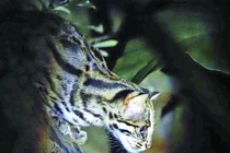 Những chú mèo rừng ở Cúc Phương