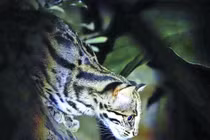 Những chú mèo rừng ở Cúc Phương