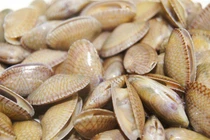 Ngâm ngao với thứ nước này, ngao sạch bong và không có cát