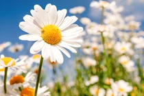 Giữa tháng 12, 3 con giáp có tài lộc nhiều như nước