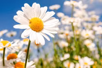 Giữa tháng 12, 3 con giáp có tài lộc nhiều như nước