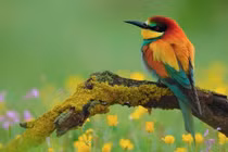 Kiên trì ắt thành công, ai sinh tháng Âm lịch này sớm được mùa