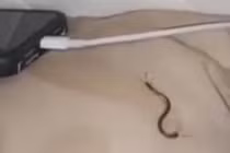 Đang ngủ thì thấy mặt đau buốt, người phụ nữ sợ hãi khóc