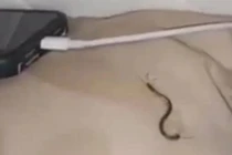 Đang ngủ thì thấy mặt đau buốt, người phụ nữ sợ hãi khóc