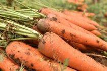 Tác dụng vàng của cà rốt