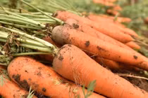 Tác dụng vàng của cà rốt