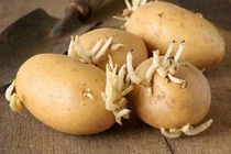 Khoai tây mọc mầm gây ngộ độc có đúng?