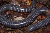 Cá lóc không phải là rắn hay giun, nhưng lại có răng