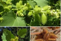 Quả dại Việt Nam sang nước ngoài thành thảo dược giá trên trời