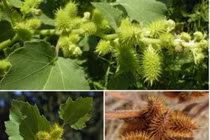 Quả dại Việt Nam sang nước ngoài thành thảo dược giá trên trời