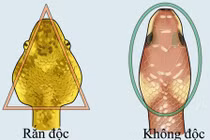 Cách phân biệt rắn độc với rắn không độc